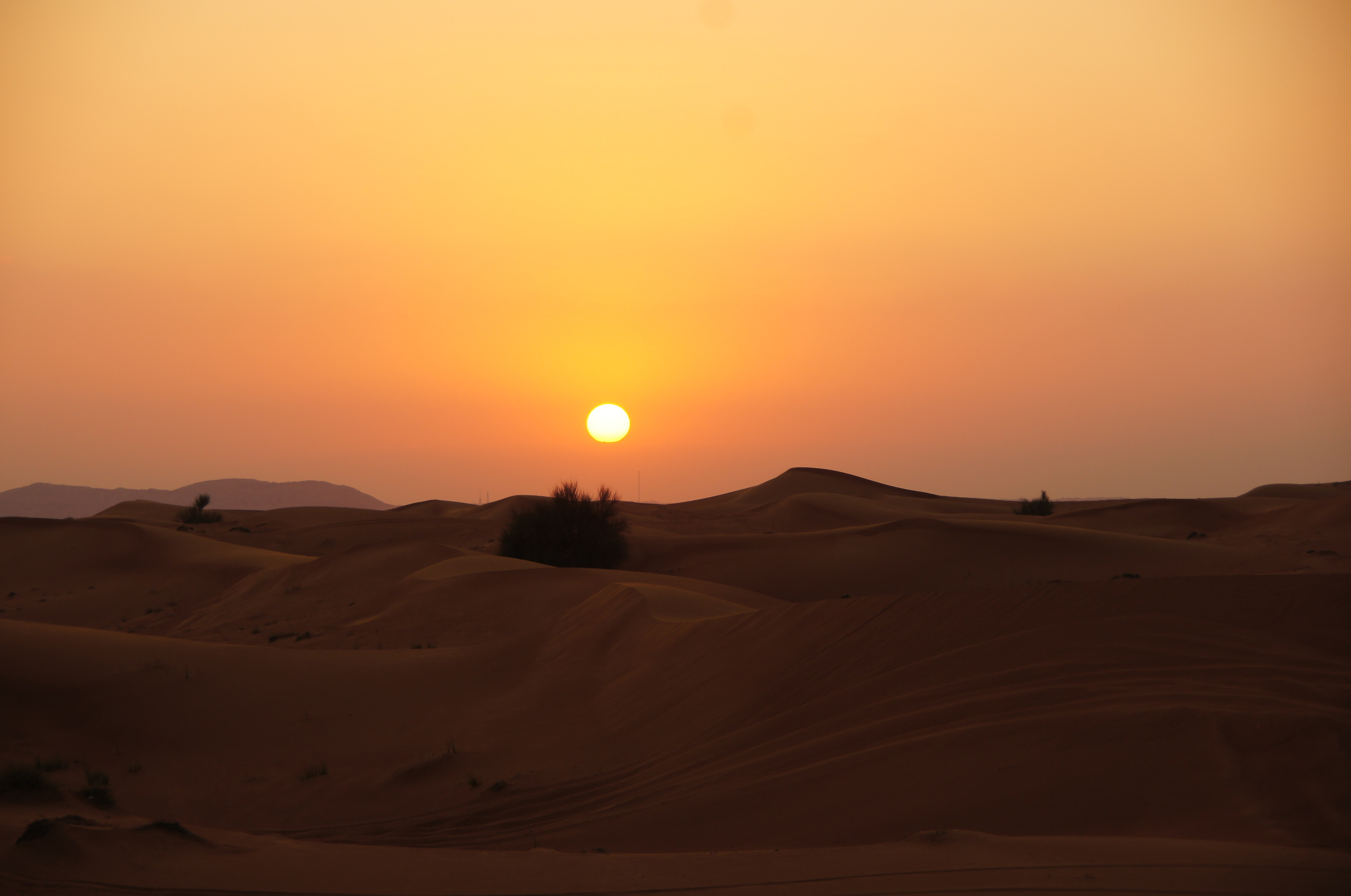 Evening Desert Safari
