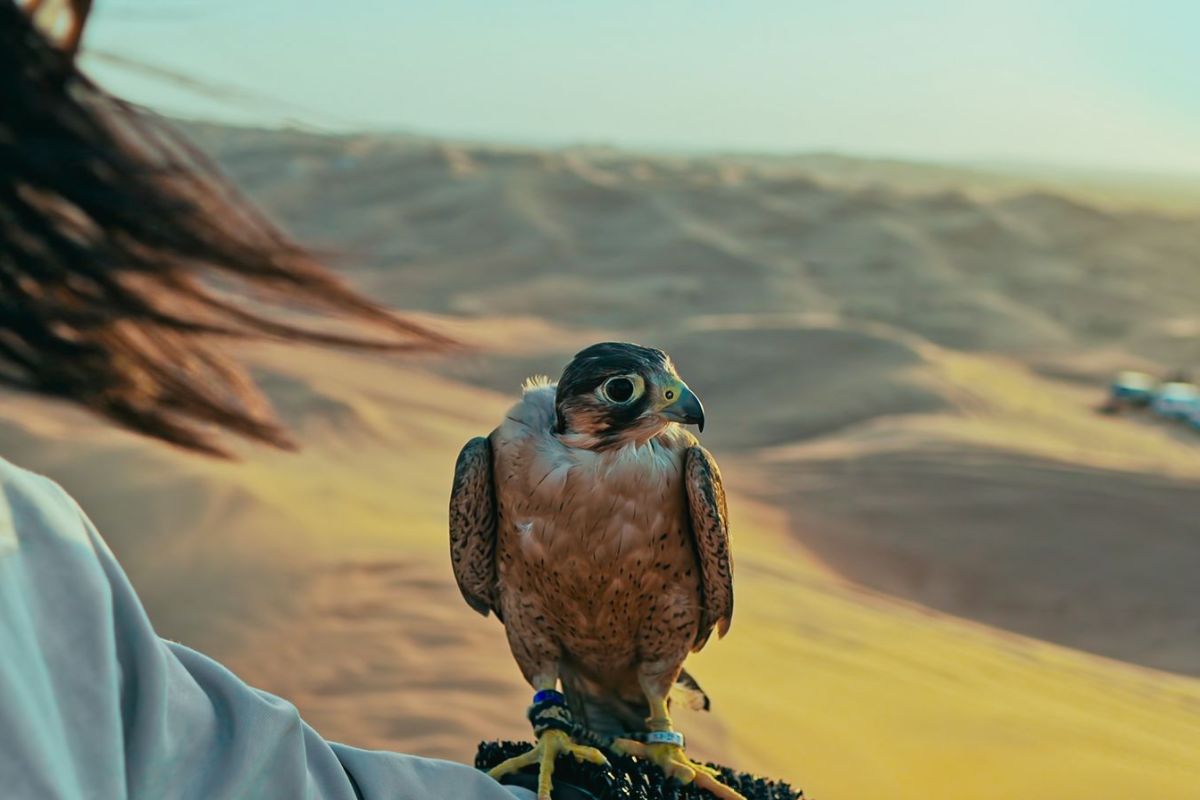 Combo Tour | Sheikh Zayed Grand Mosque + Evening Desert Safari